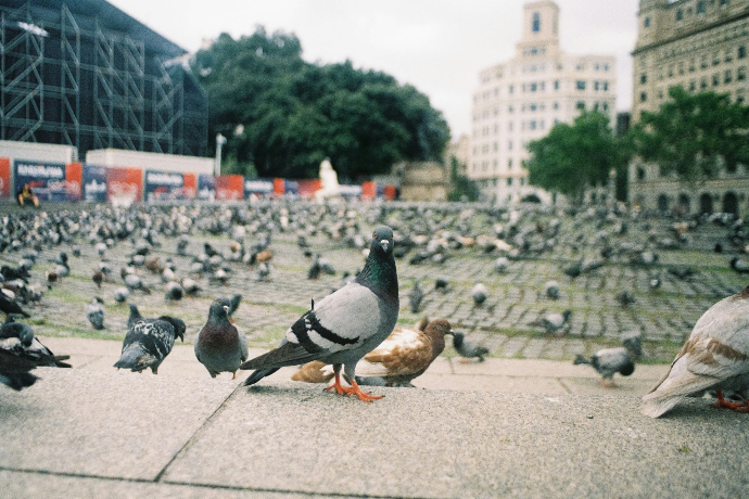 Dépigeonnage en milieu urbain et centre-ville